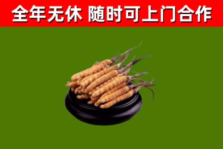 大方县回收散虫草